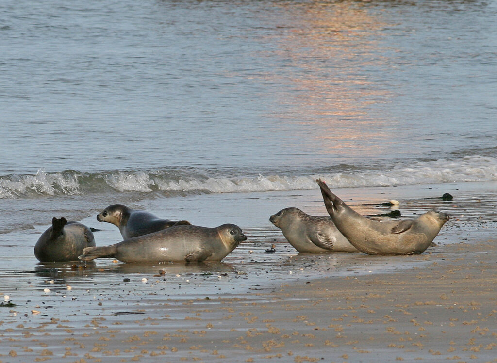 zeehonden op zandplaat